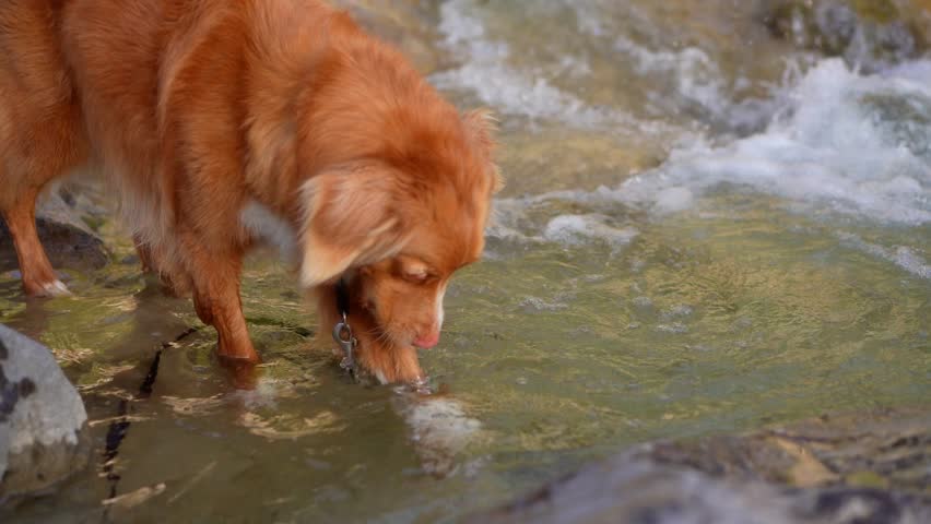 dog by the water. Nova Scotia Duck Tolling Retriever in nature