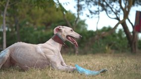 Adorable female greyhound lying in the field resting after a heated race