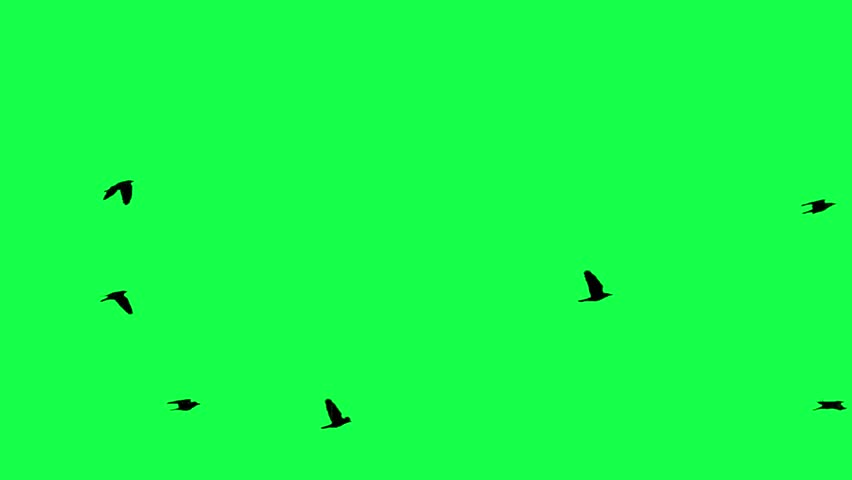 Birds flying across Green Screen Background 3D render | Shutterstock HD Video #1107859053