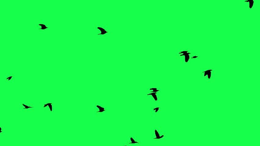 Birds flying across Green Screen Background 3D render