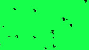 Birds flying across Green Screen Background 3D render - Powered by Shutterstock - Get 15% off with code: PIKWIZARD15