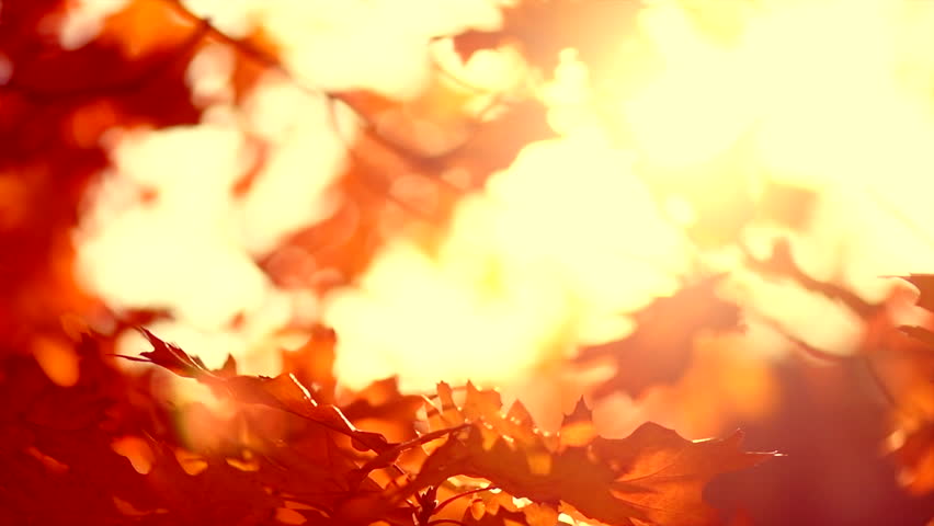 Autumn Leaves swinging on a tree in autumnal Park. Abstract Fall background. Backdrop of Autumn colorful leaf, orange, yellow, red leaves, close up. Slow Motion Royalty-Free Stock Footage #1107862209