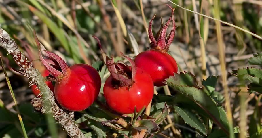 A few rose hips or rose haw and rose hep, an accessory fruit of the various species of rose plant. Typically red to orange. Royalty-Free Stock Footage #1107863441