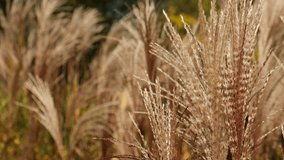 Silver grass flower blowing in the wind. Beautiful spring tall grass flower swaying by blowing wind outdoors. Silver or gold reed grass. Natural 4k video background earth tones 