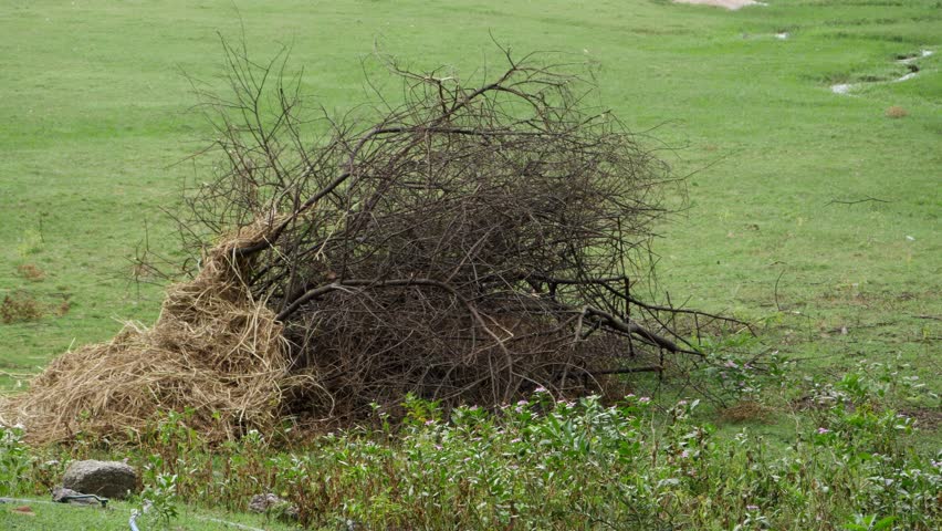 A fallen tree lies in a field