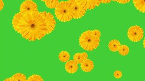 This high-quality green screen video featuring delicate Daisy Yellow Flowers gently falling against a green screen background into your video projects.