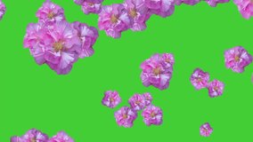 This high-quality green screen video featuring delicate Cotton Rose Hibiscus Pink Flowers gently falling against a green screen background into your video projects.