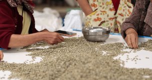 woman selecting coffee beans being sorted out after drying in factory chiang mai thailand 4k video