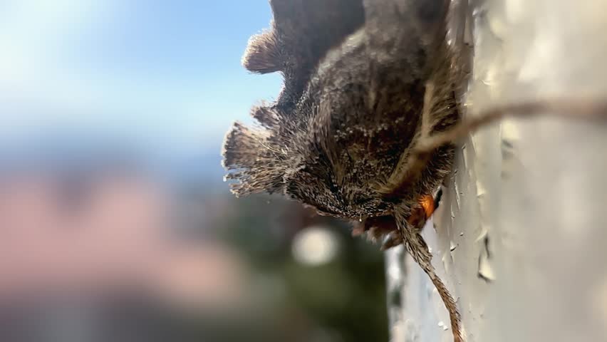 Brown moth Loo Chrysodeixis Eriosoma standing on wall, closeup shot