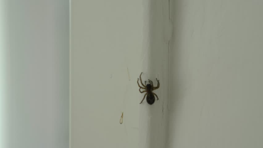 Spider moves along the doorway, crawls around the house, home apartment, close up, macro