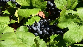 Vibrant red grapes on a pre-harvest branch in a Provence vineyard, South of France. Vertical video captures the essence of September's wine harvest. Ideal for social media stories, wine enthusiasts, a