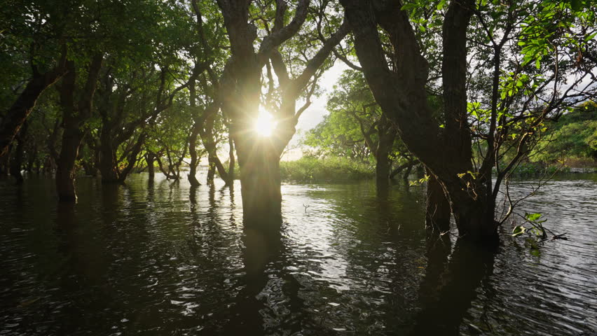 A sunbeam gently illuminating a mangrove tree, highlighting its natural beauty in the coastal ecosystem.
