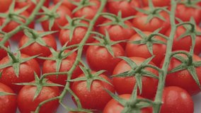 Cherry tomatoes. Slow motion along branches with cherry tomatoes, close up video footage.