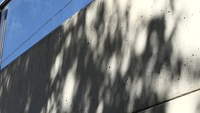 shadow of the leaves of a tree swaying with the wind on the wall.4k video footage