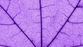 Macro video of Autumn Foliage. Maple Leaf texture close up toned in purple. Creative fall video. - Powered by Shutterstock - Get 15% off with code: PIKWIZARD15