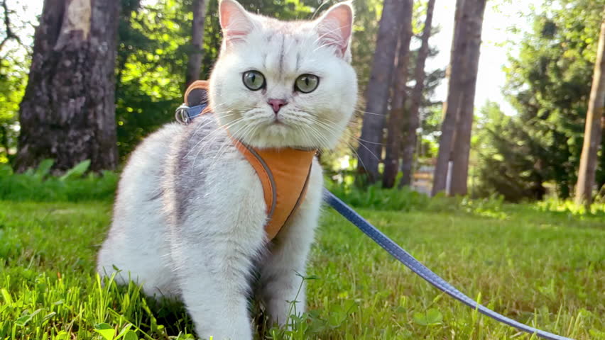 Charming British white cat, sits on the grass, in an orange harness, in the summer. Royalty-Free Stock Footage #1107891403