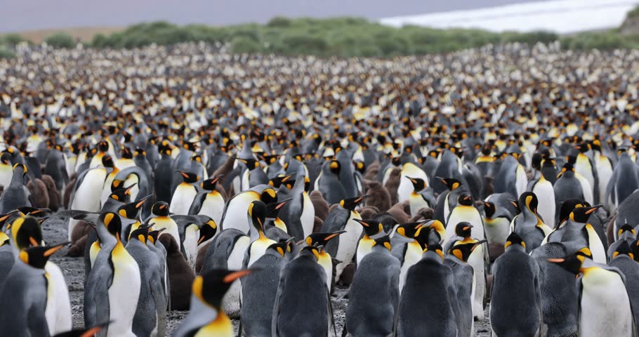 A large colony of King Penguin Colony in South Georgia Island  Royalty-Free Stock Footage #1107896043
