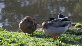 Pair of mallard duck or wild duck - Anas Platyrhynchos taking care of their self feathers on the board of a city pond