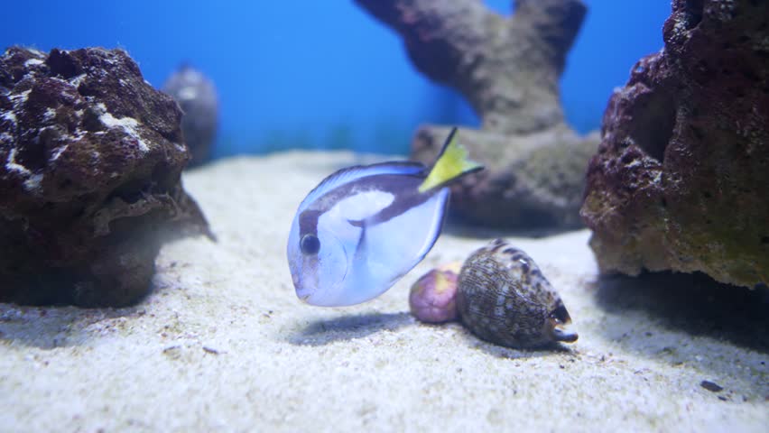 Beautiful fish in the aquarium on decoration of aquatic plants background. Group of sea fishes swim in aquarium. | Shutterstock HD Video #1107899431
