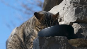 Domestic Cat eating from a dish outside and look away after hearing something - B roll