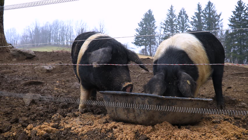 Krškopolje pig or Black-belted pig is an autochthonous breed of pig, originating in Slovenia. Here one of them involuntary touch the electric guard fence - audio included Royalty-Free Stock Footage #1107900199