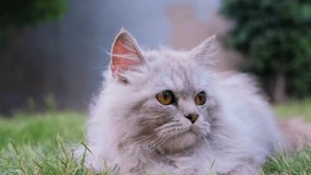 Cute cats. concept. Cats and kittens. pet cat playing on grass, close up video of pet cat, cat playing,cats kitten's and pets concept, cat playing. Kitty cats