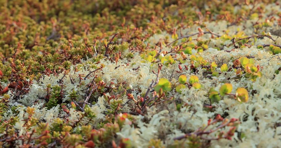 Arctic Tundra lichen moss close-up. Found primarily in areas of Arctic Tundra, alpine tundra, it is extremely cold-hardy. Cladonia rangiferina, also known as reindeer cup lichen.