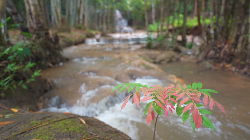 small tree red leaf plant focus with blur waterfall stream on summer nature to clear flow water in green jungle or forest on natural at Pha Tad Waterfall national park for landscape with stream sound Royalty-Free Stock Footage #1107907955