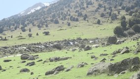 Scenic view of mountain meadow. Cinematic 4K pan shot of the alpine meadows, glaciers and flowering slopes. Video of natural alpine stone meadow. Mountain landscape
