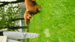 Vertical video. Blurred background with walking dog, red english cocker spaniel. Selective focus. The dog runs towards the videographer.