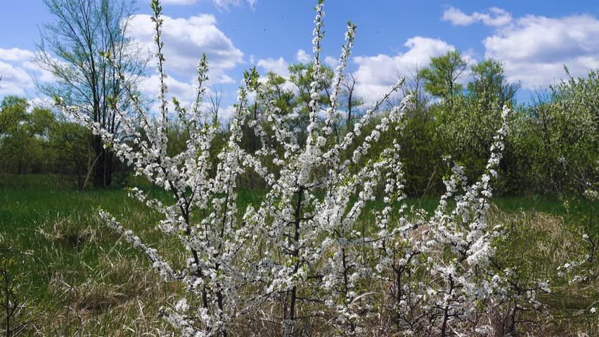 Blackthorn (Prunus spinosa) thornbush. Plot of forest-steppe, blooming wild fruit trees. Type of biocenosis close to natural, primal steppe. Rostov region, Russia Royalty-Free Stock Footage #1107913451