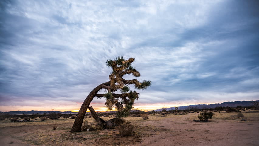 Time lapse of cumulus clouds moving across the desert sky framed by a lone Joshua Tree.