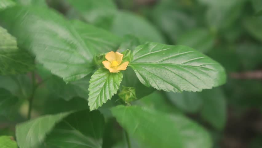 Yellow flower in the graden with green leaves 