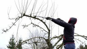 4k. A gardener is pruning a fruit tree. Big sharp gardening scissors - branch cut tool. Low angle locked down shot. Garden care. Cold temperature. Close-up. Seasonal work. Video footage. Cut out.