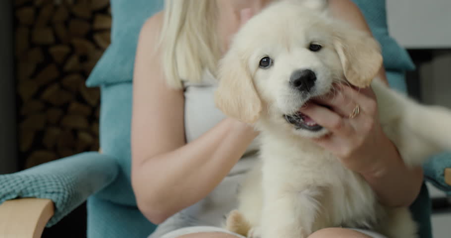 A woman is playing with a cute golden retriever puppy, the puppy is biting her fingers Royalty-Free Stock Footage #1107925879