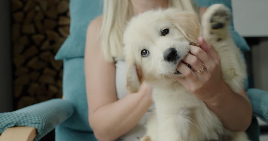 A woman is playing with a cute golden retriever puppy, the puppy is biting her fingers