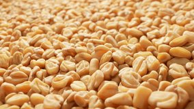 Explore Fenugreek seeds up close in this macro video. Witness intricate textures, colors, and details of these aromatic seeds, showcasing nature's marvels.
