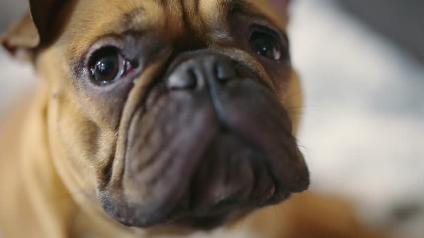 French bulldog dog portrait looking at camera, shallow dof, slow motion Royalty-Free Stock Footage #1107930259