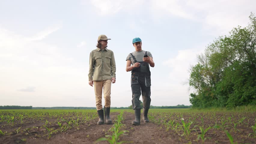 agriculture corn. two farmers walk work in a field with corn. agriculture business farm concept. a group of farmers examining corn sprouts in an agricultural field lifestyle Royalty-Free Stock Footage #1107936025