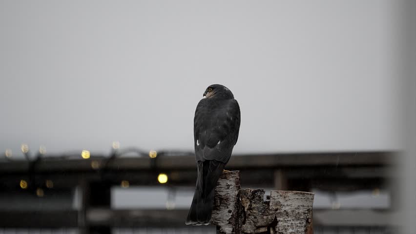 A sparrow hawk spies a possible target.