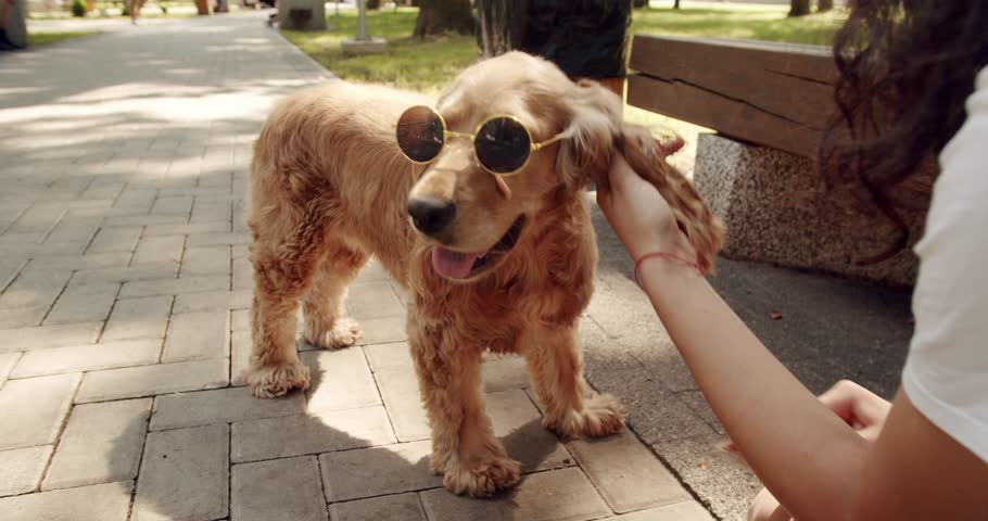 The pretty dog poses nicely with sunglesses. Happy Dog on summer time, weekend picnic. English cocker spaniel rests outdoors. A beautiful brown haired dog is sitting on the street. | Shutterstock HD Video #1107944243