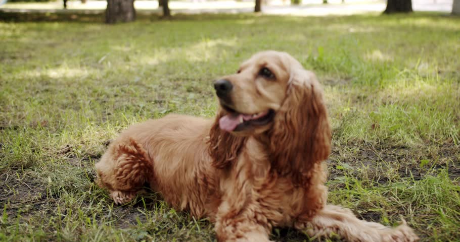 English cocker spaniel rests and play, having fun with blow bubbles in park. The pretty dog poses nicely. A beautiful brown haired dog get joy and having fun. Happy Dog on summer time, weekend picnic. Royalty-Free Stock Footage #1107944327