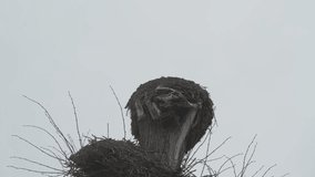 A stork bends the stork from the nest against a background of cloudy and gray sky