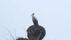 A stork stands on a nest against the background of a cloudy sky