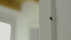 Spider crawls around the house, moves along the doorwayhome apartment, close up - Powered by Shutterstock - Get 15% off with code: PIKWIZARD15