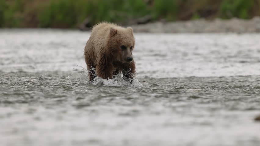 Brown bear cub in Katmai, Alaska 