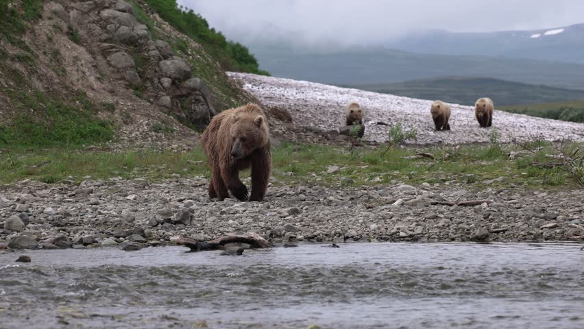 Brown bear with cubs in Katmai, Alaska 
