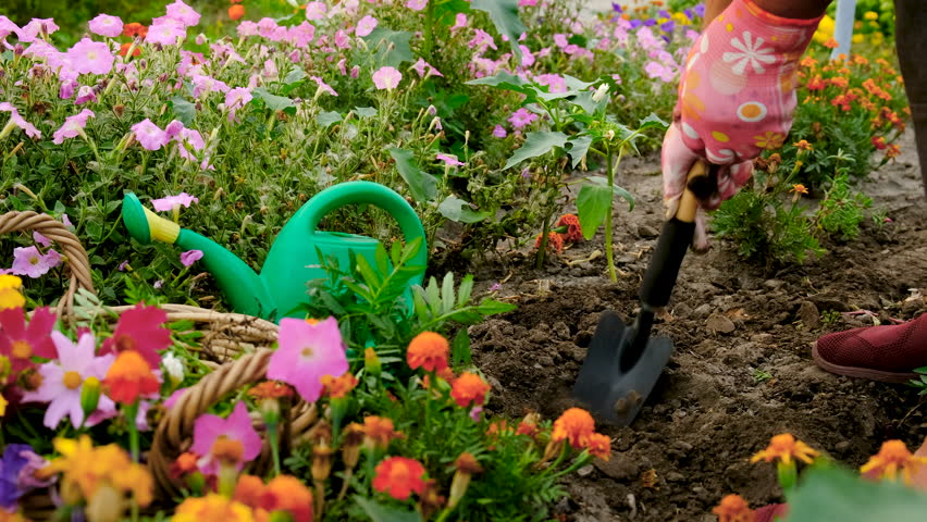 Grandmother is planting flowers in the garden. Selective focus.
