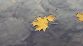 Yellow autumn leaves float across the sky and clouds reflected in the water. Maple leaves move slowly on the surface of the water of the reservoir - Powered by Shutterstock - Get 15% off with code: PIKWIZARD15