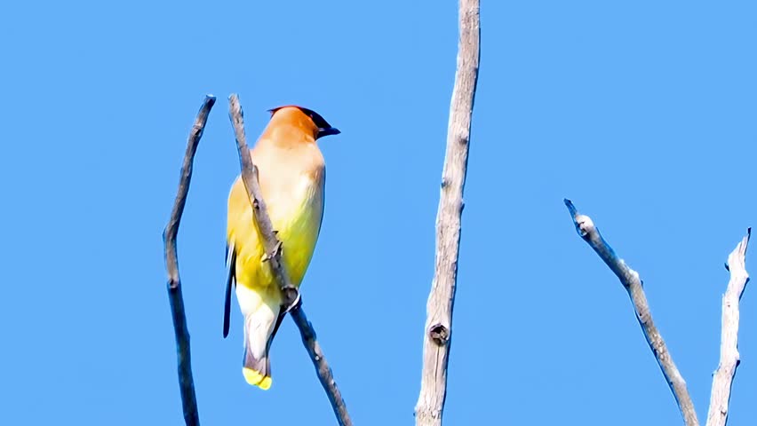 Captivating footage of a Cedar Waxwing bird melodiously singing while perched atop a sunlit tree during a balmy summer day. Royalty-Free Stock Footage #1107958951